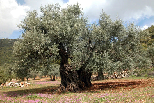 Aceite de oliva